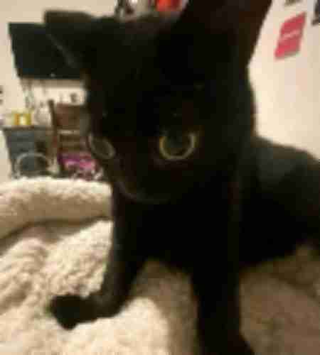 jpeg artifact generator result with color banding and ringing effect