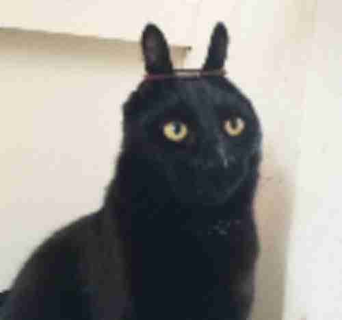 low quality image example showing pixelation and jpeg artifacts