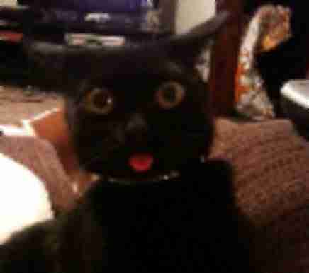 deep fried meme image example with noise and compression