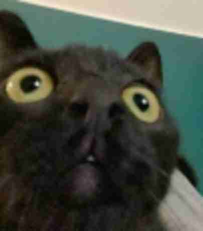 low quality image example for meme creation and internet humor