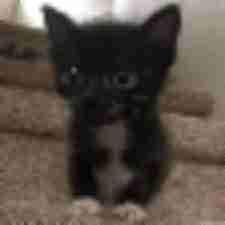 pixelated deep fried image example with crusty meme look